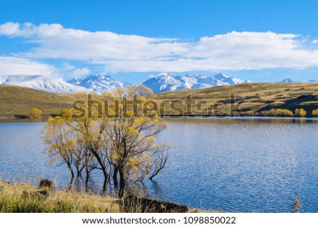 Yellow tree in the lake and snow mountain