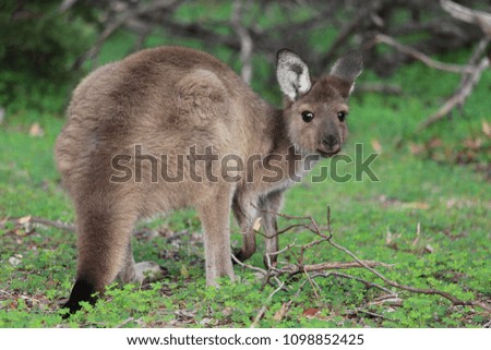Baby Kangaroo in conservation park, South Australia.
