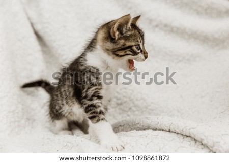 kitten striped sitting on a white background