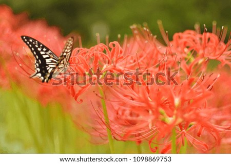 Butterfly and amaryllis