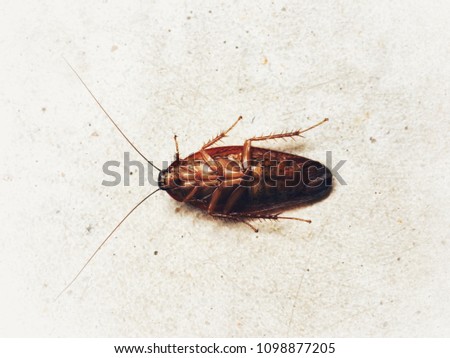 cockroach upturned on the floor