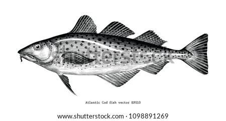 Atlantic Cod fish hand drawing vintage engraving illustration