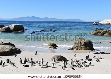 Beautiful Jackass penguins on blue Boulders Beach in Cape Town in South Africa Royalty-Free Stock Photo #1098900854