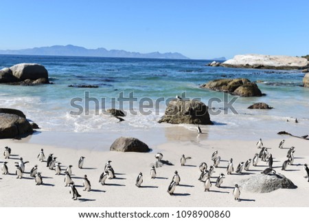 Beautiful Jackass penguins on blue Boulders Beach in Cape Town in South Africa Royalty-Free Stock Photo #1098900860