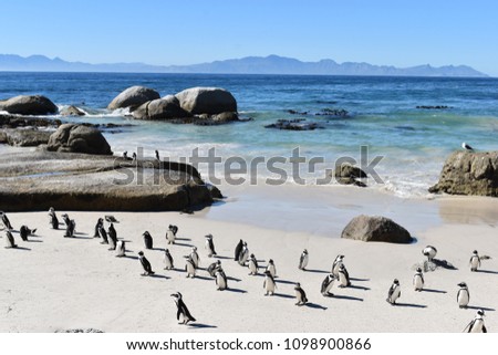 Beautiful Jackass penguins on blue Boulders Beach in Cape Town in South Africa Royalty-Free Stock Photo #1098900866