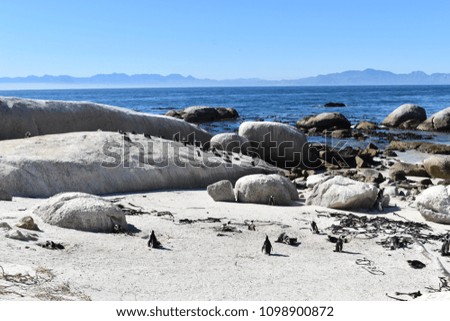 Beautiful Jackass penguins on blue Boulders Beach in Cape Town in South Africa