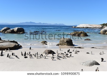 Beautiful Jackass penguins on blue Boulders Beach in Cape Town in South Africa Royalty-Free Stock Photo #1098900875