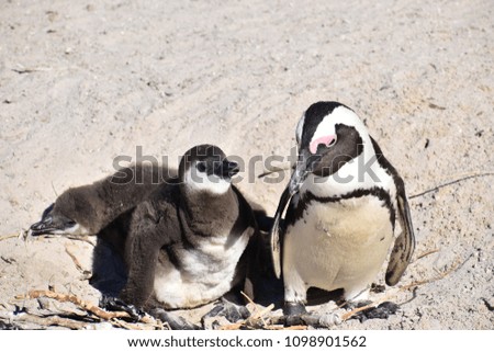 Closeup of three cute Jackass Penguins on the Boulders Beach in Cape Town in South Africa