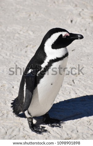Closeup of a cute Jackass Penguin on the Boulders Beach in Cape Town in South Africa
