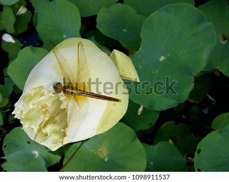 A dragonfly hold on a white lotus flower, Thailand Phrae.