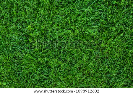 Long not cutted lawn texture. Long grass in park, overhead shot. Not mowed grass. Uncared green. Mound without maintenance. Overgrown turf. Oversized grass structure. Squalid sward. Neglectful	 grass.