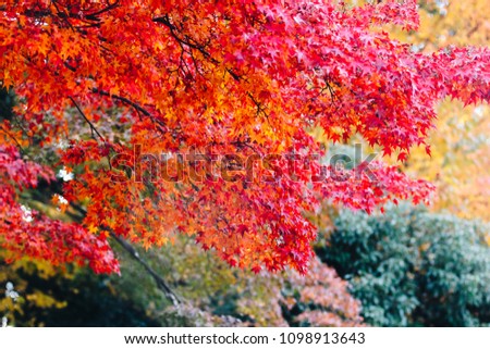 Arashiyama is Autumn season late november and colorful Leaf such as red leaf, yellow leaf, orange leaf