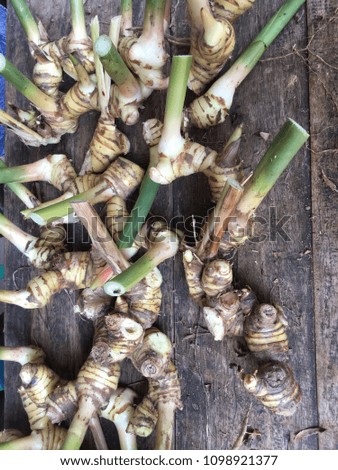 Galangal is a medicinal herb that is gaining popularity.Many menu items.It is a droughtresistant plant. Royalty-Free Stock Photo #1098921377