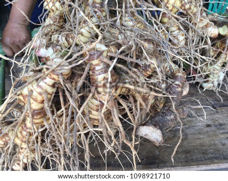 Galangal is a medicinal herb that is gaining popularity.Many menu items.It is a droughtresistant plant. Royalty-Free Stock Photo #1098921710