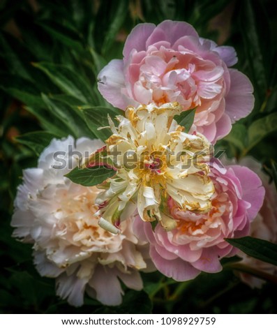 Still life fine art color outdoor flower image of fading pink white peony blossoms on natural green background