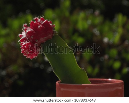 Cactus grafting (Hylocerus Undatus and Gymnocalycium Mihanovichii)
