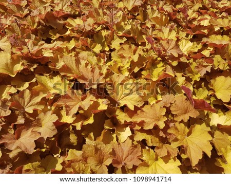 beautiful yellow brown leaves natural background