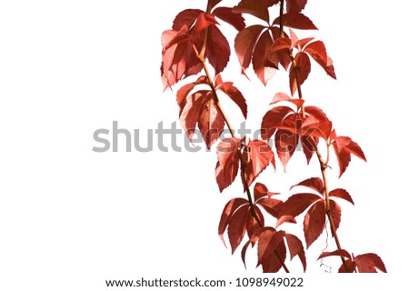 Virginia creeper in autumn color isolated on white background.