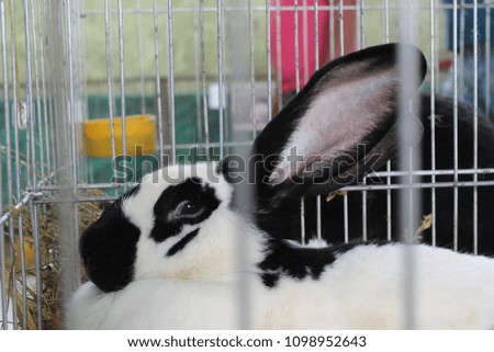 Holland lop rabbit black and white, looking at you, enjoy with hay