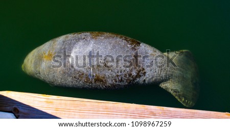   A young manatee in the Loxahatchee River in Jupiter, Florida that has fresh propeller gashes on its back and tail as it rests by a dock