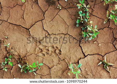 Texture of cracked clay soil. Dog's track on the soil