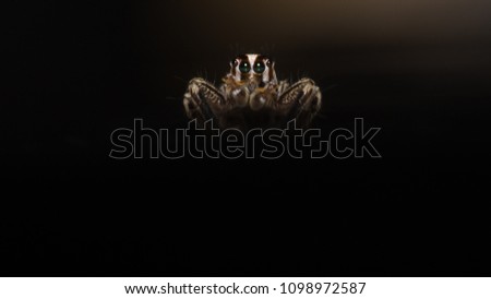 Isolated macro of a jumping spider