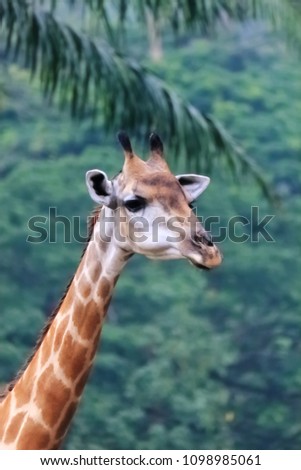 Giraffe (Giraffa camelopardalis) is the tallest among terrestrial animals. It has very long neck.