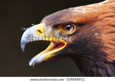 portrait eagle