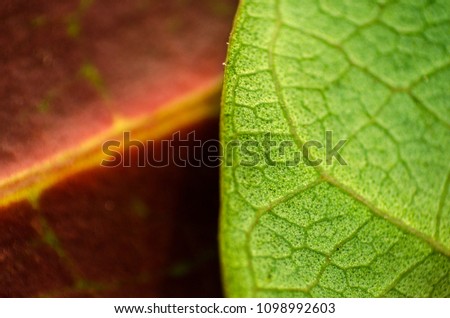 Contrast of two leaves (macro Photography)
