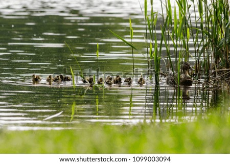 duck with ducklings swimming on the water body close-up