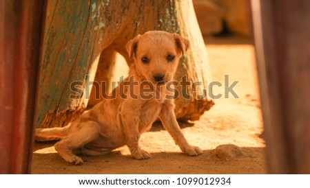 Cute baby dog in Sri Lanka.
