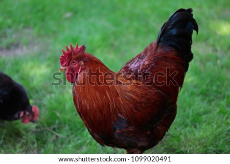 Portrait of brown rooster on the farm garden. Photography of nature and wildlife. Photography of nature and wildlife.