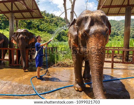 Young men washes an elephant at sanctuary in Chiang Mai Thailand