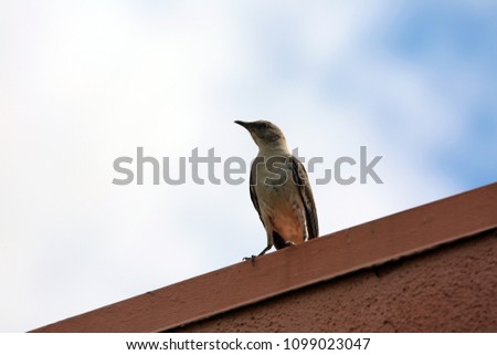 Northern Mockingbird. Northern Mocking Bird protecting his or her Nest from preditors. 