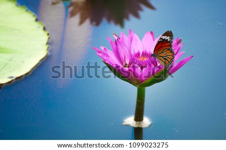 lotus flowers or water lily flower Royalty-Free Stock Photo #1099023275