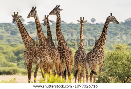 Group of six giraffes in Tarangire National Park, Tanzania Royalty-Free Stock Photo #1099026716
