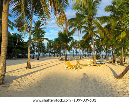 Beach Caribbean Sea, beautiful sandy beach, palms and sunbeds, shadow of the sun