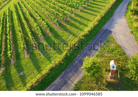 Beautiful green vineyards in Moravia, Czech Republic from a different perspective on a sunny summer day. The rows of vineyards are taken from above from adjacent lookout tower.