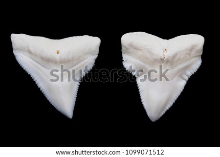 Two Modern Bull Shark Teeth (Regular and Pathological)
