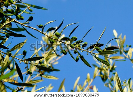 Baby olives on the twigs of the olive tree in Makrygialos, Crete, Greece in front of beautiful blue sky, macro photography                            