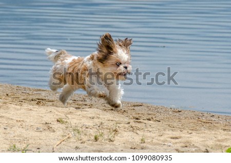 Shih Tzu Puppy on beach - Shih Tzu Dog Breed