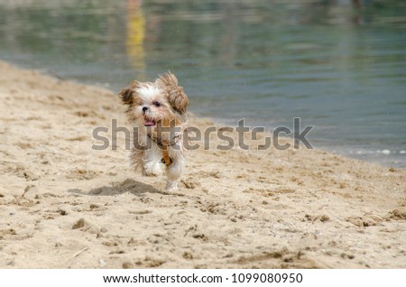 Shih Tzu puppy running