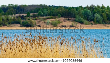 reeds on the Tarnobrzeg lake Royalty-Free Stock Photo #1099086446