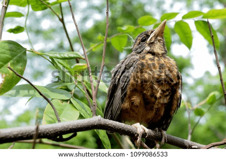 Month old baby American Robin on branch.