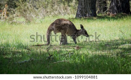 Australian Classic Kangaroo Profile on the Beautiful Green Grass in National Park 