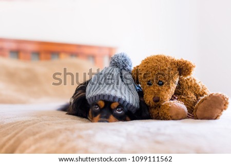 Small dog on a bed with teddy bear beside him 