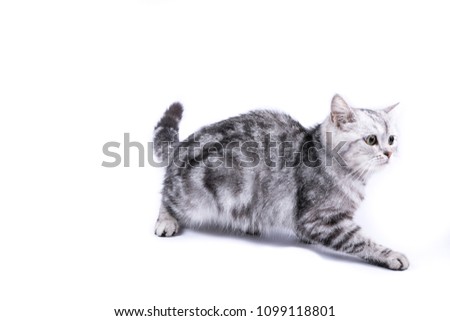 Closeup black gray striped american shorthair cat isolated on white background