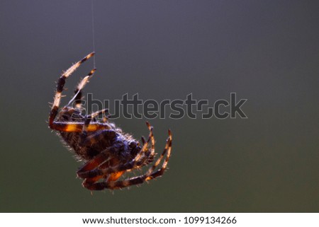 Large brown spider hanging from web