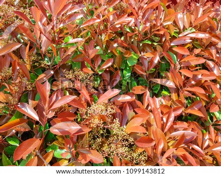 Wall of orange and green leafs