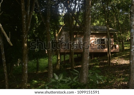 house in the forest surrounded by natural environment